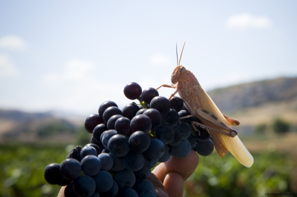 Calici con retrogusto bio