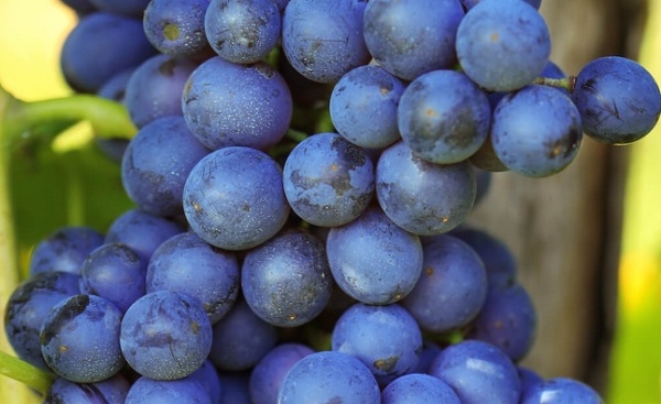 Vino, unione tra consorzi a Vicenza