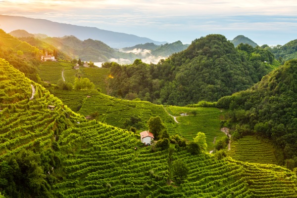 Mezzacorona porta negli Usa il Prosecco Val d’Oca