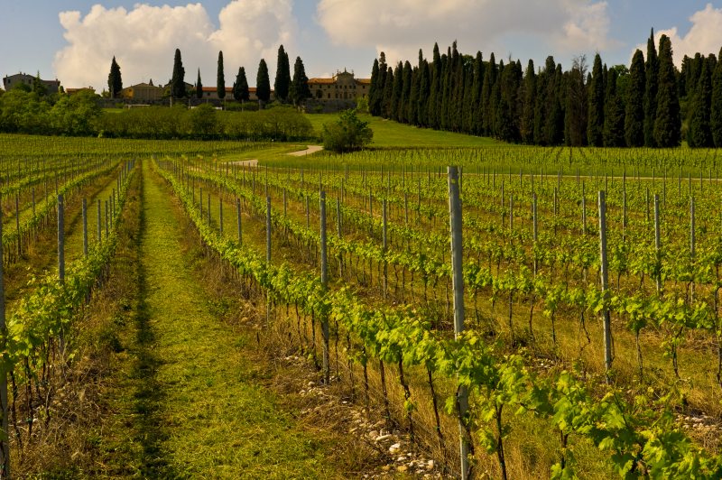 Sandro Bottega firma un libro sui 100 piatti del Prosecco