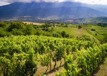 Cresce in doppia cifra l’export dei vini d’Abruzzo