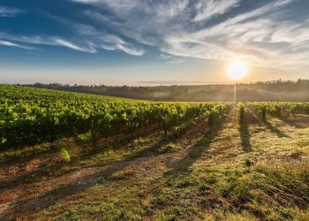 Cantina Terlano apre la classifica di Decanter