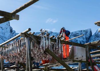 Italia primo mercato per lo stoccafisso Igp di Lofoten