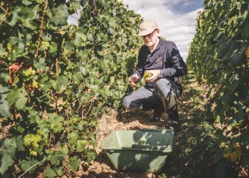Alberto Massucco Champagne, da importatore a produttore