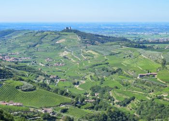 Anno “da incorniciare” per la Valpolicella. Al top l’Amarone (+24%)