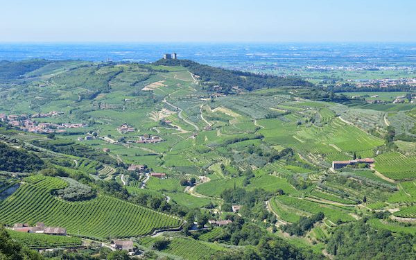 Anno “da incorniciare” per la Valpolicella. Al top l’Amarone (+24%)
