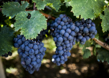 Vini d’Abruzzo, riposizionamento con il Superiore