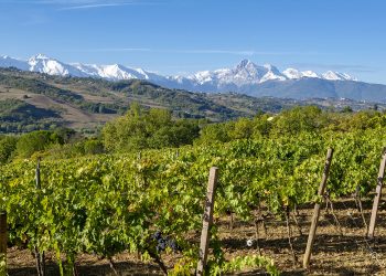 Colline Teramane, 2021 positivo. Ma “il recupero non è totale”