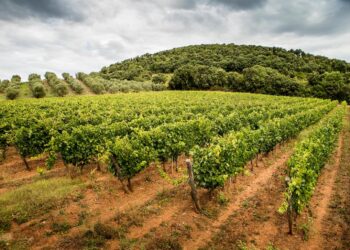 Piccini 1882 si compra Cantina Porta Rossa