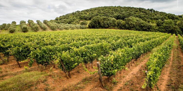 Piccini 1882 si compra Cantina Porta Rossa