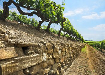 L’annata 2018 En Primeur di Vigna dell’Impero 1935