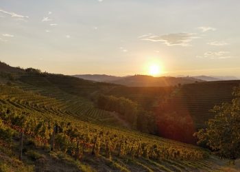 Collio, culla dei bianchi d’Italia. Nel 2021 fatturato a 32 milioni