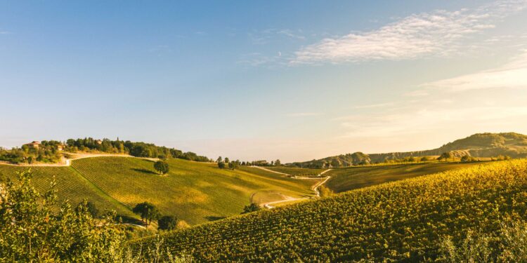Palazzo di Varignana debutta nel mondo del vino