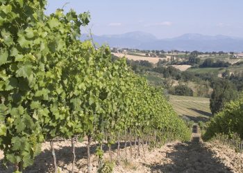 Cecchi scommette sul biologico con due nuove etichette