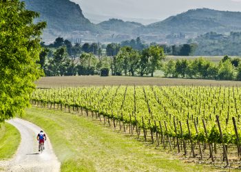 Gli enoturisti di oggi? Colti e sportivi