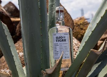 Ojo de Tigre, il Mezcal distribuito da Rinaldi 1957