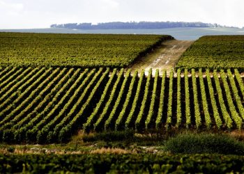 Lvmh, primo semestre a +14% per Wine & Spirits