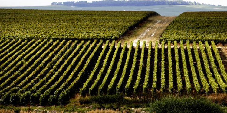 Lvmh, primo semestre a +14% per Wine & Spirits