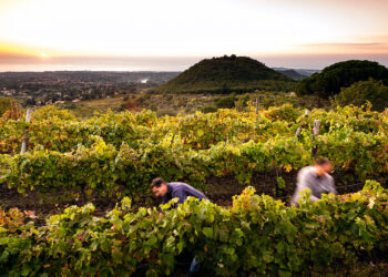 Vini Etna Doc in progressione. Primo semestre a +30%