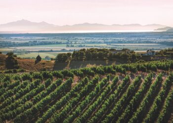 Maremma Toscana Doc in rilancio: parola ai top 5 produttori
