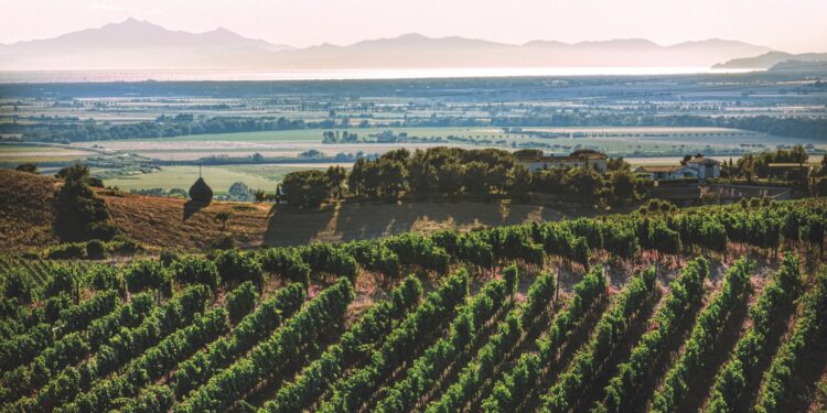 Maremma Toscana Doc in rilancio: parola ai top 5 produttori