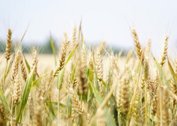 In Italia in arrivo 1,2 mld di kg di grano e mais