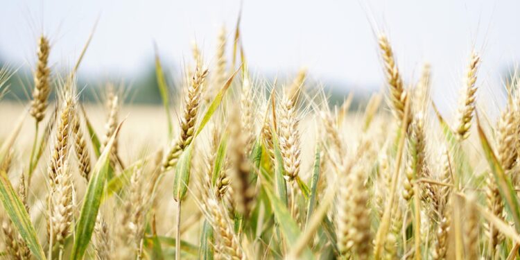 In Italia in arrivo 1,2 mld di kg di grano e mais