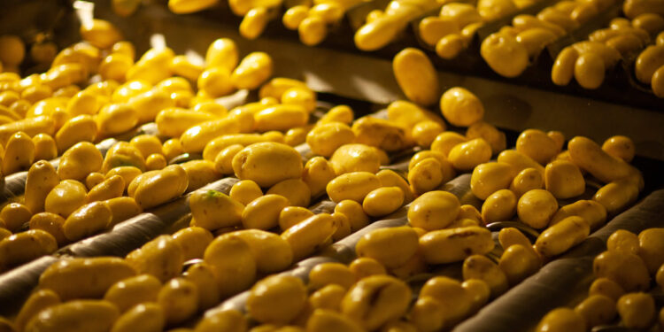 Italian Food Excellence, nuovo gruppo della pasta fresca da 100 mln