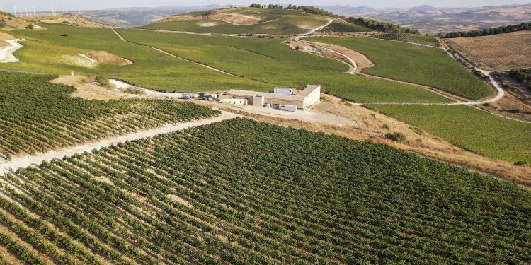 Planeta inaugura nuova cantina per i rossi d’alta gamma