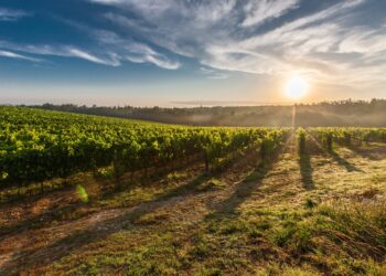 Dal prossimo weekend torna il Festival Franciacorta