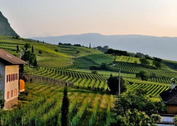 Airbnb, per gli host di vigneti guadagni a 270 mln $ in 3 mesi