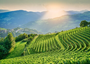 Il Kerner traina Cantina Valle Isarco. Ricavi a +23%
