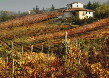 Barolo a peso d’oro. Il vigneto piemontese è il più caro d’Italia
