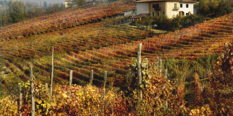 Barolo a peso d’oro. Il vigneto piemontese è il più caro d’Italia