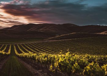 Il turismo enogastronomico vale oltre 5 mld € in Italia