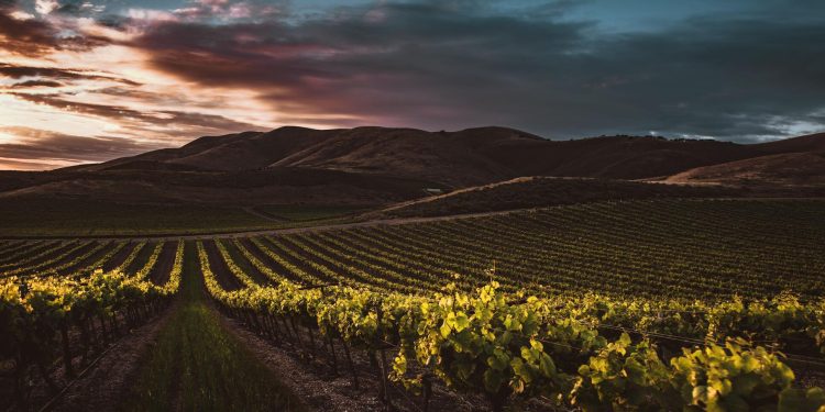 Il turismo enogastronomico vale oltre 5 mld € in Italia