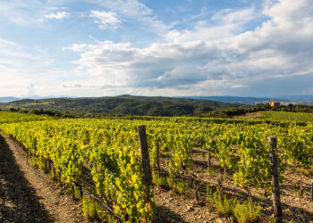 Brunello di Montalcino, cresce il prezzo medio. Vendite per 250 mln € nel 2022