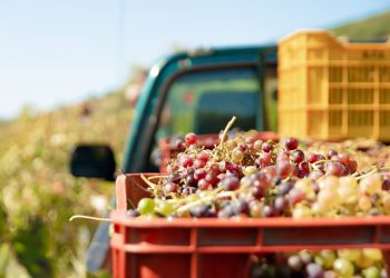In calo la produzione mondiale di vino. L’Europa traina i volumi