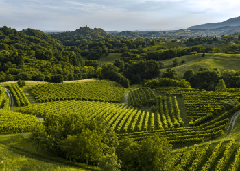 Territori delle Docg Prosecco: le Top 10 aziende per fatturato 2021
