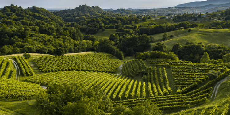 Territori delle Docg Prosecco: le Top 10 aziende per fatturato 2021