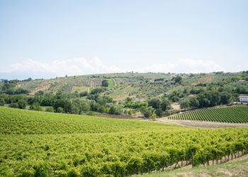 Vini d’Abruzzo, nei 9 mesi export a +10%