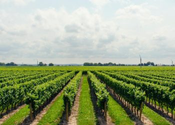 Langhe terra di deal: investimenti per Antinori e Schenk