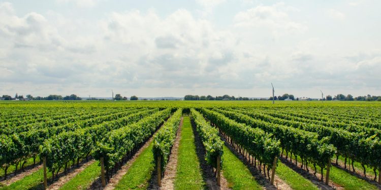 Langhe terra di deal: investimenti per Antinori e Schenk