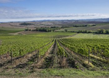 Leone Alato amplia la linea distributiva: entrano Champagne e Montalcino