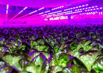 Le vertical farm attirano investitori. Patto tra Siemens e 80 Acres Farms