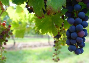 Oltre 150 espositori a ViNaRi – Vignaioli Naturali Riuniti