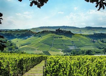 Più vigneti a Barolo, ma a che prezzo?