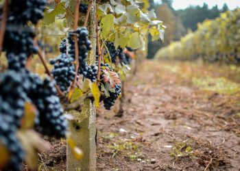Export vini francesi a due velocità: +10,2% a valore,  -6,6% a volume
