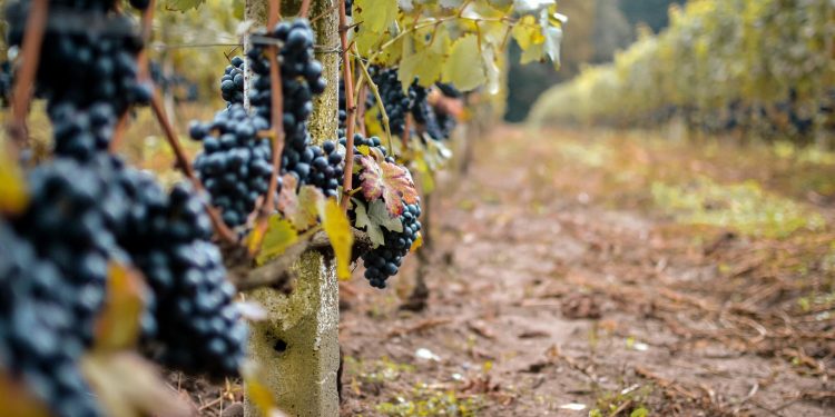 Export vini francesi a due velocità: +10,2% a valore, -6,6% a volume