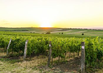 Vino italiano in calo nella Gdo internazionale (-9%)